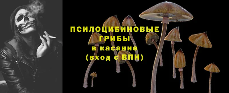 Псилоцибиновые грибы GOLDEN TEACHER Касимов